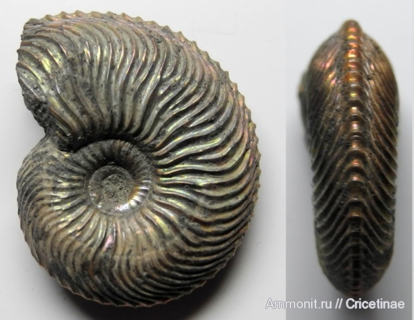 Cardioceras