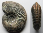 Cardioceras