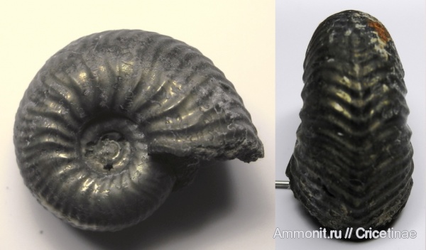 Goliathiceras, Cardioceratidae, Cardioceratinae