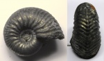 Goliathiceras