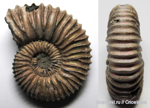 Peltoceratoides