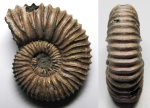 Peltoceratoides