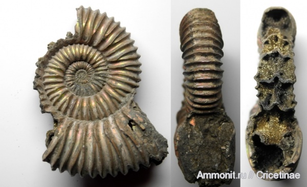 Peltoceratoides