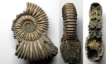 Peltoceratoides