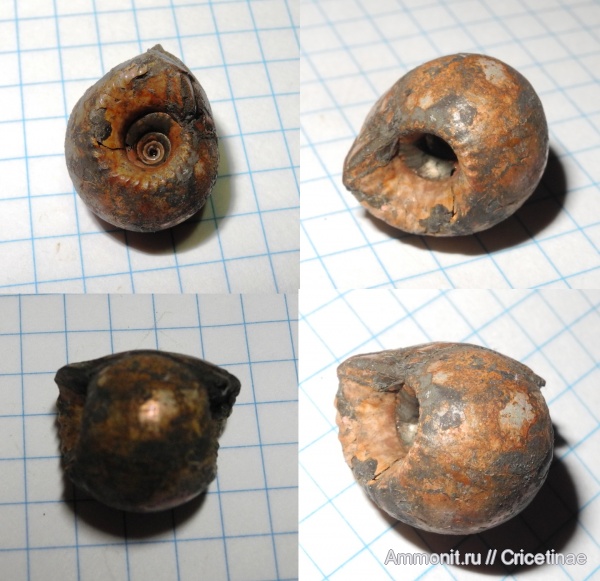 Erymnoceras