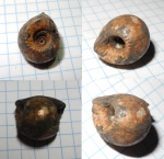 Erymnoceras