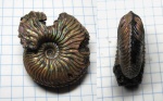 Cardioceras