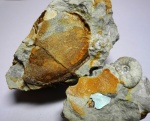Аптих аммонита Aspidoceras