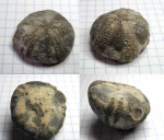 Galeola sp