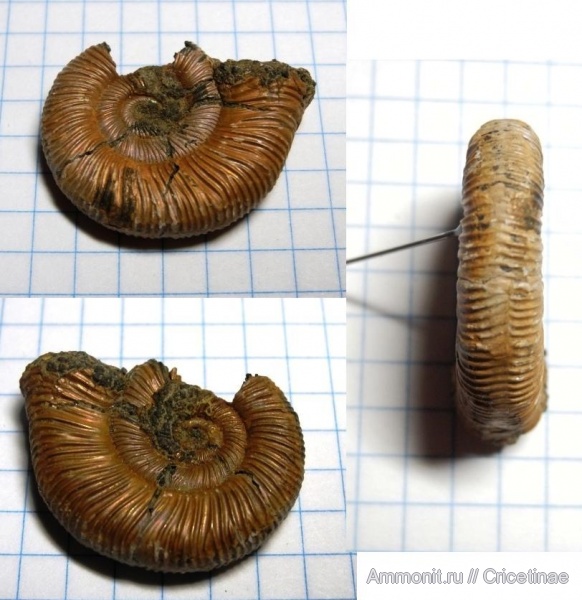 Binatisphinctes