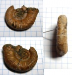 Binatisphinctes