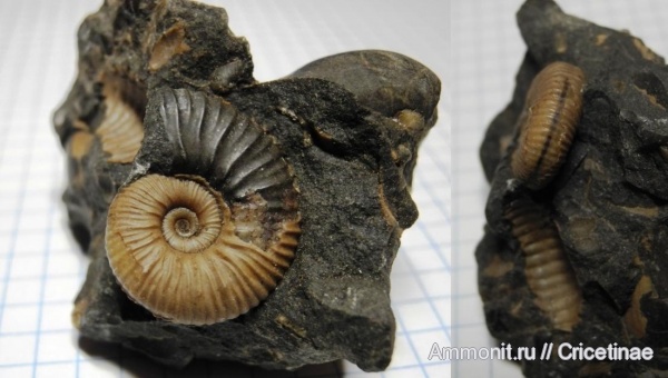 Acanthohoplites