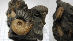 Acanthohoplites