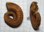 Stroboceras