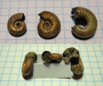 Goliathiceras