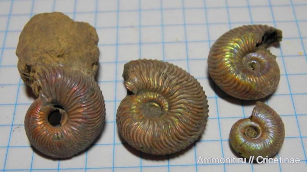 Cardioceras