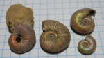 Cardioceras