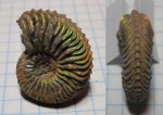 Cardioceras
