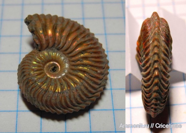 Cardioceras