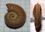Cardioceras