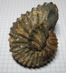 Acanthohoplites
