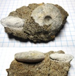 Kosmoceras enodatum