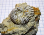 Aulacostephanus