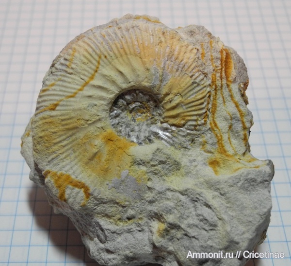 Aulacostephanus yo