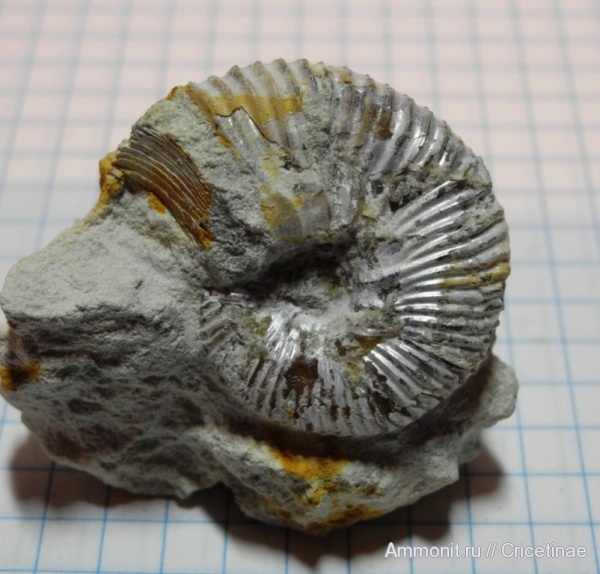Aulacostephanus
