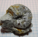 Aulacostephanus