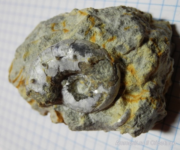 Aspidoceras