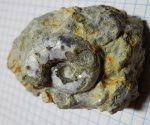 Aspidoceras