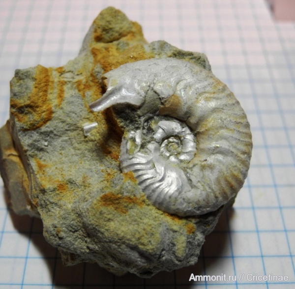 Sutneria
