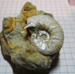 Sutneria