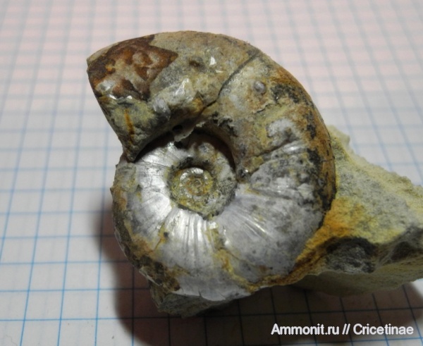 Aspidoceras