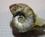 Aspidoceras