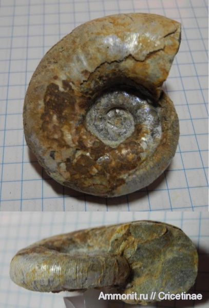 Aspidoceras