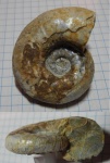 Интересный Aspidoceras