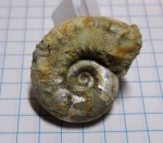 Aspidoceras
