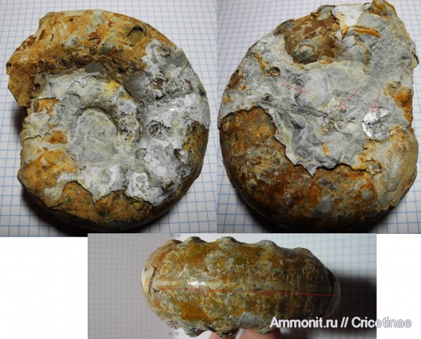 Aspidoceras