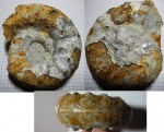Aspidoceras с фауной