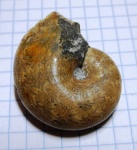 Phyllopachyceras