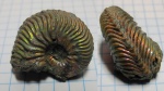 Goliathiceras
