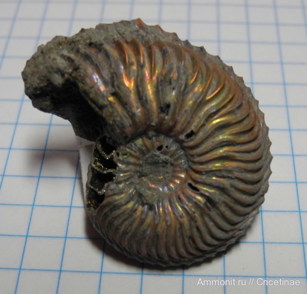 Cardioceras