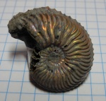 Cardioceras