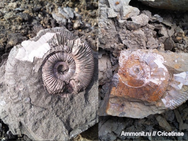Binatisphinctes