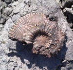 Kosmoceras proniae