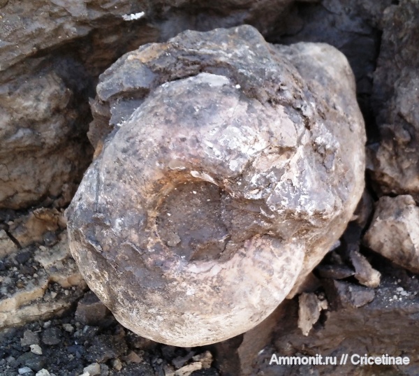 Eboraciceras