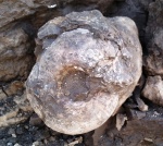 Eboraciceras
