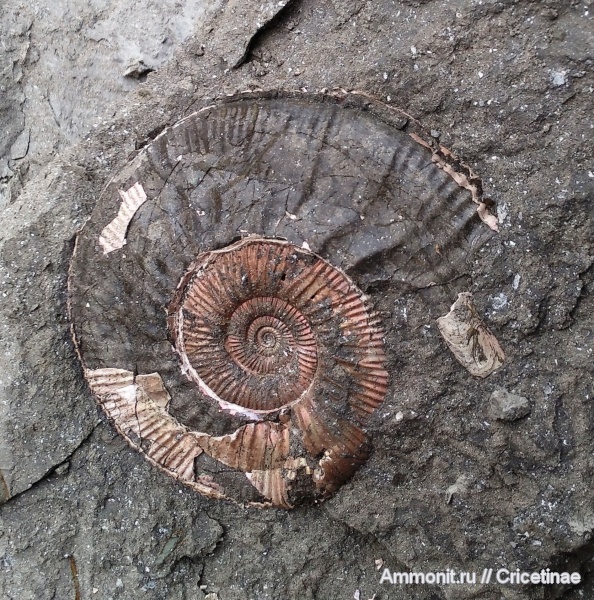 Binatisphinctes, Binatisphinctes rjasanensis, ушки, устье
